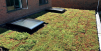 GR-MTRAY-100-SEDUM-Z