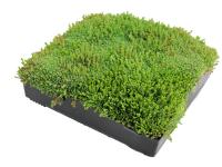 GR-MTRAY-100-SEDUM-Z