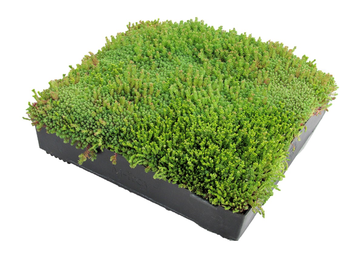 Wallbarn M-Tray® Sedum Green Roof Modules 500 x 500 x 100mm