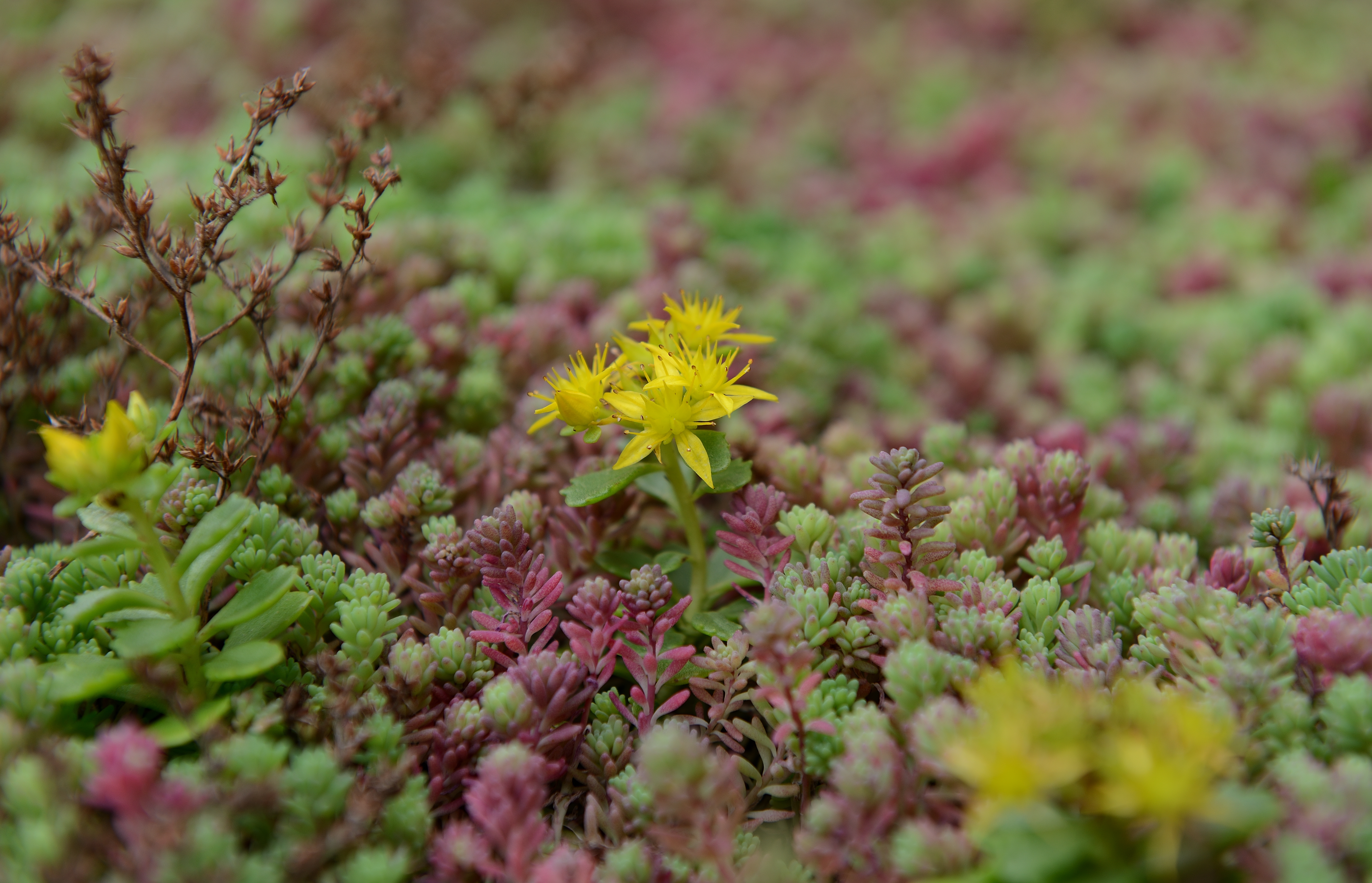 GR-MTRAY-100-WILDFLOWER-Z