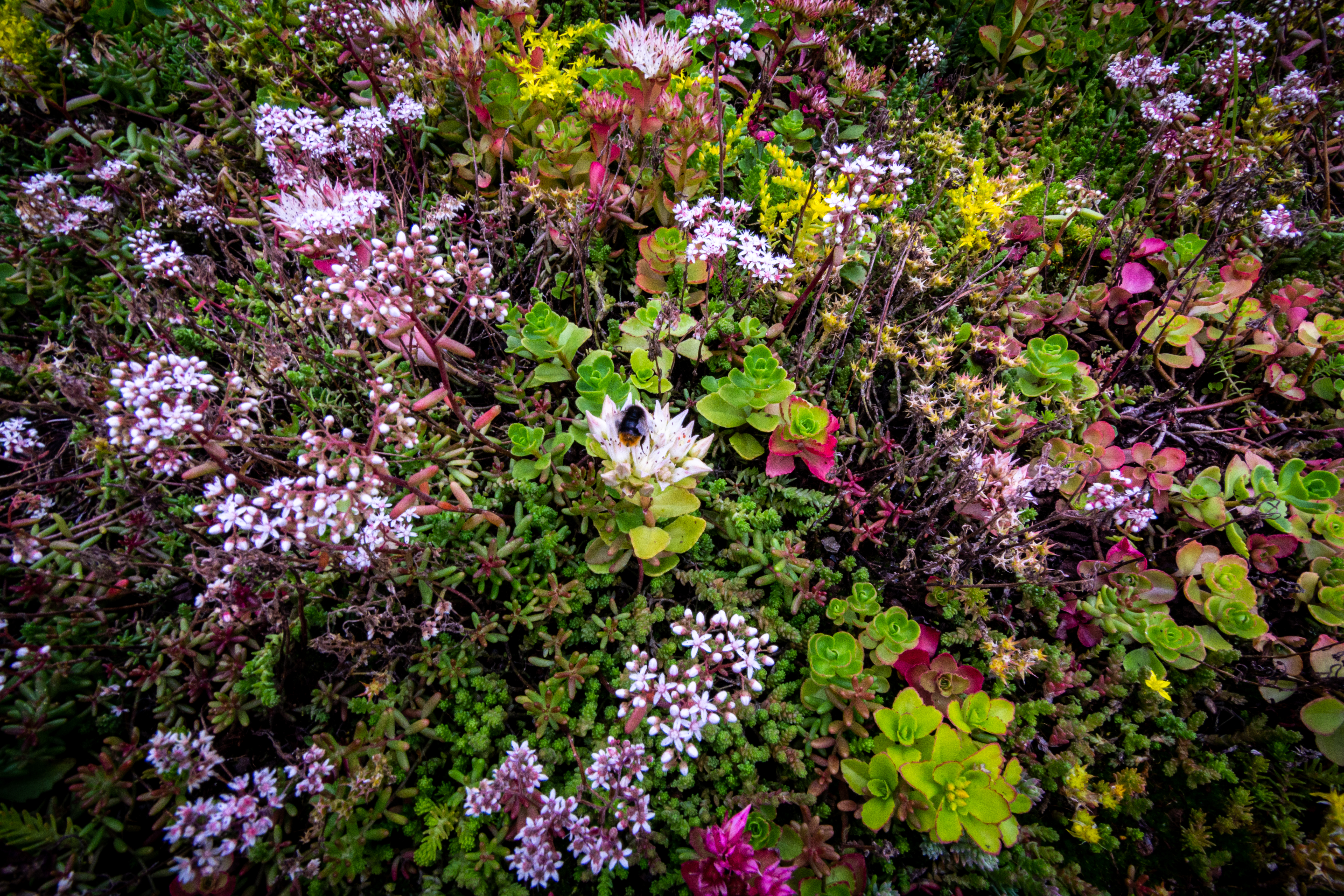 GR-MTRAY-100-WILDFLOWER-Z