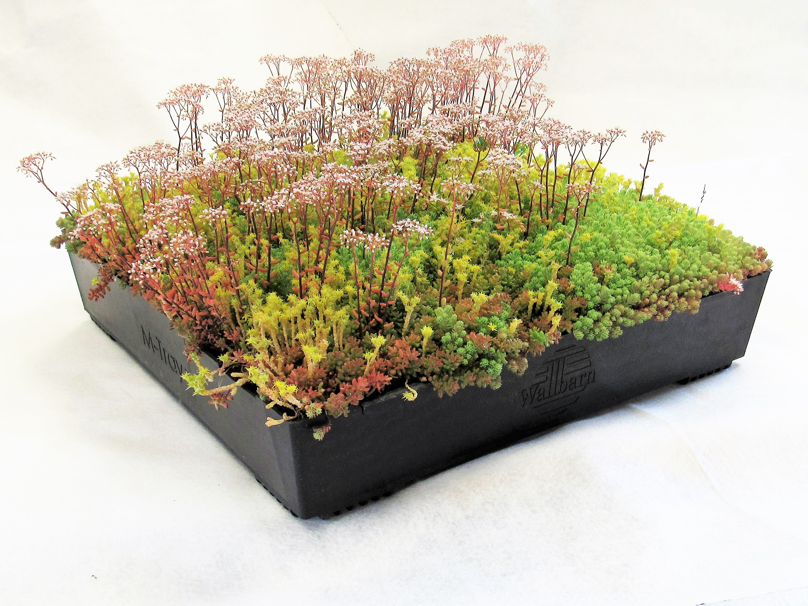 Wallbarn M-Tray® Sedum Wildflower Green Roof Modules 500 x 500 x 100mm